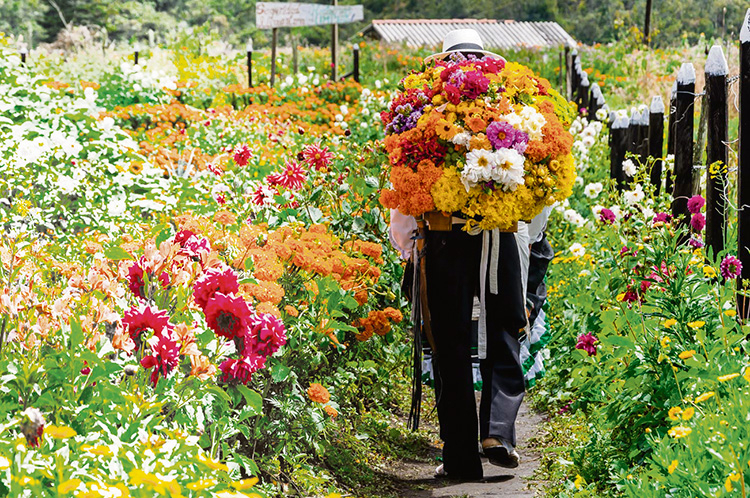 Feria de Flores Medellín