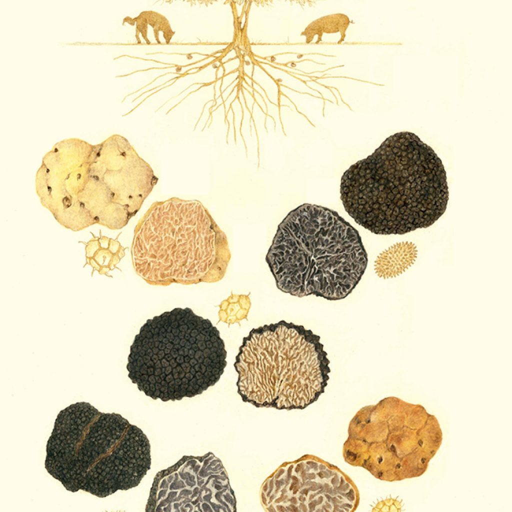 Las trufas son un hongo