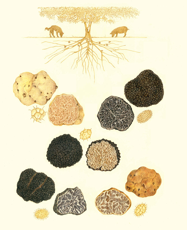Las trufas son un hongo