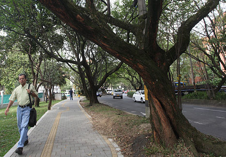 Túnel Verde