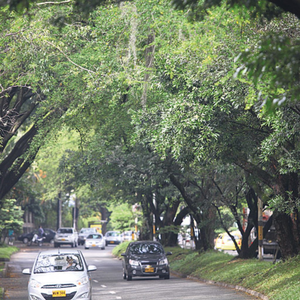 Túnel Verde