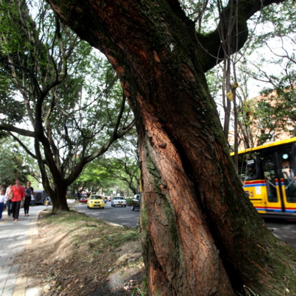 Túnel Verde