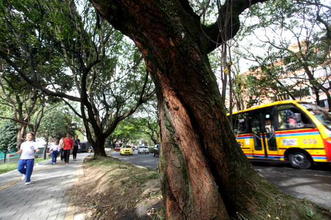 Túnel Verde