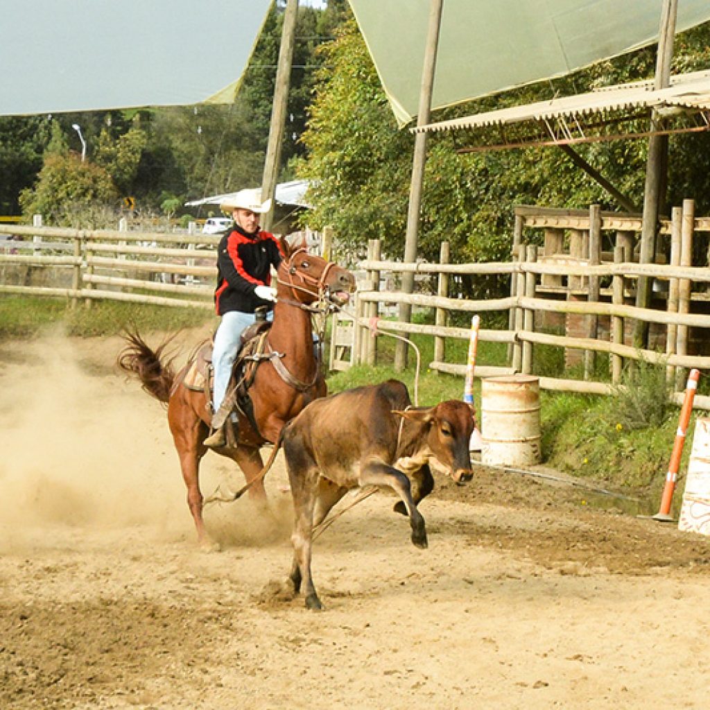 La vaquería nace de la actividad propia que se realiza sobre el caballo en las fincas para dirigir la ganadería.