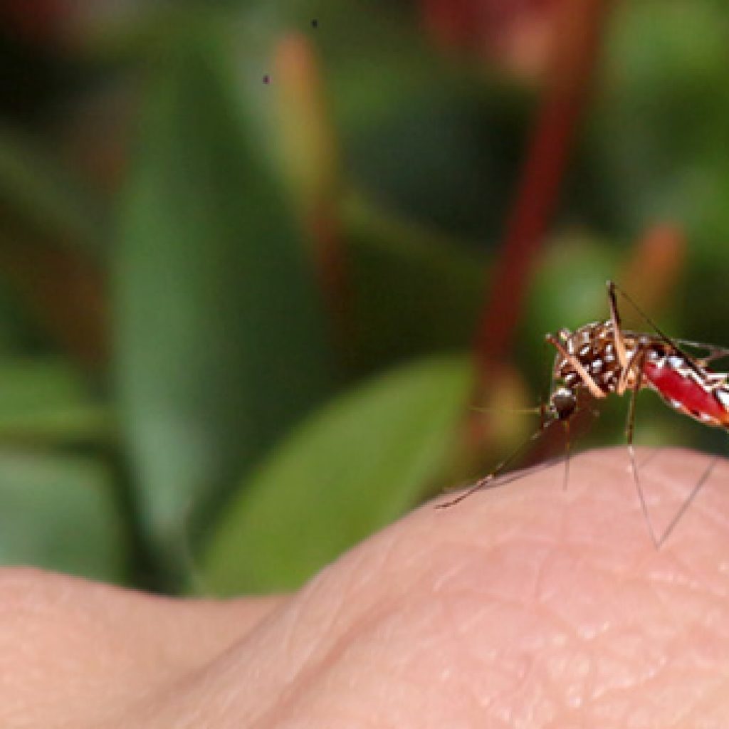 Aumento de casos de dengue en Colombia según advierte el ICMT de la Universidad CES